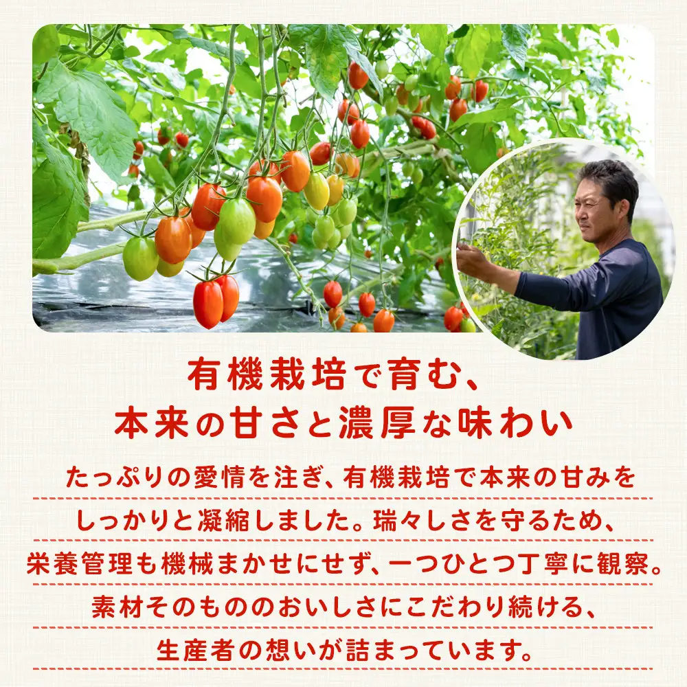 ［2026年5月出荷分］和歌山産ミニトマト「アイコトマト」約1kg（S・Mサイズおまかせ）［TM232］