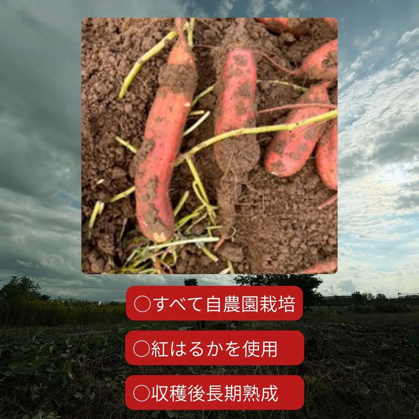 ＊先行予約＊ 堀川農園 芋と1/2 壺焼き蜜芋 冷凍【017S166】
