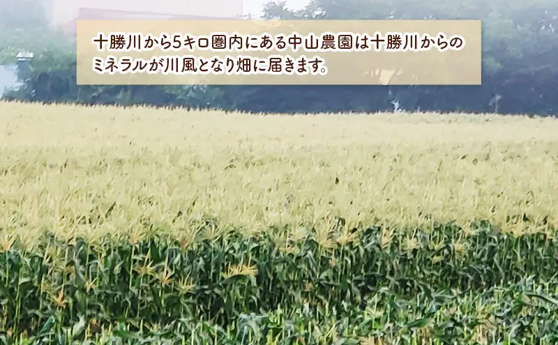 北海道 幕別町産 中山農園 朝どれ とうもろこし 3種 15本 （1本350g以上） [ 北海道産 スイートコーン 野菜  十勝 幕別 新鮮 テレビで紹介 ] 