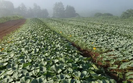 村長のひとりじめ（ＡＢＥ　ＦＡＲＭ）