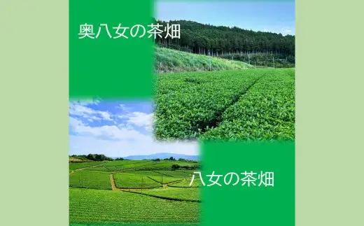 【2026年4月下旬発送開始】特選八女煎茶「天空の茶葉」桐箱入り たっぷり大容量700g（約2ヵ月分） 緑茶 煎茶 お茶 八女茶 国産茶 国産