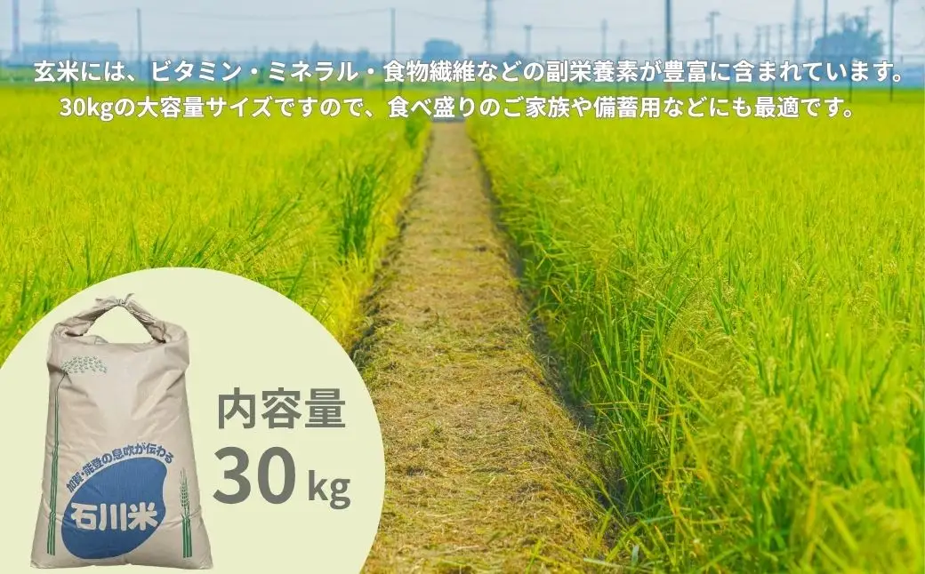 【先行予約】 令和8年産 コシヒカリ 玄米 30kg げんまい 石川県 小松市