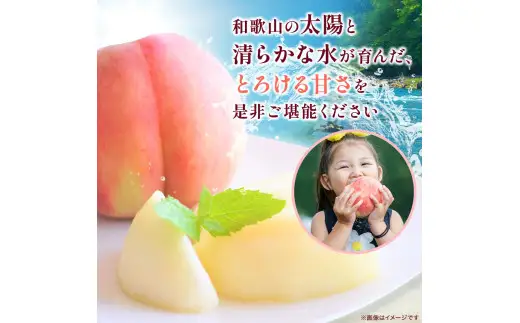 和歌山県産の 桃 11～15個(4kg) / もも モモ フルーツ 果物  厳選 甘い ※2026年7月上旬～8月上旬発送 ※北海道・沖縄・離島配送不可  【eiw501-momo-4】