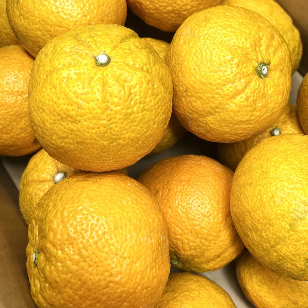 じゃばら 3kg (17～26玉)