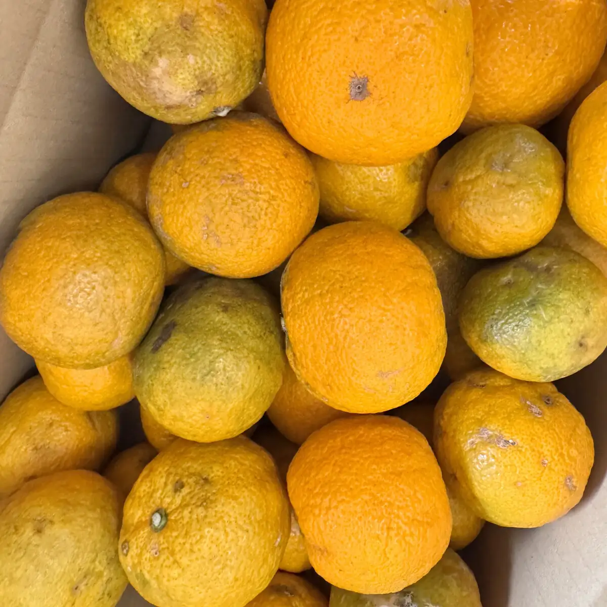 訳あり じゃばら 2kg (11～18玉)