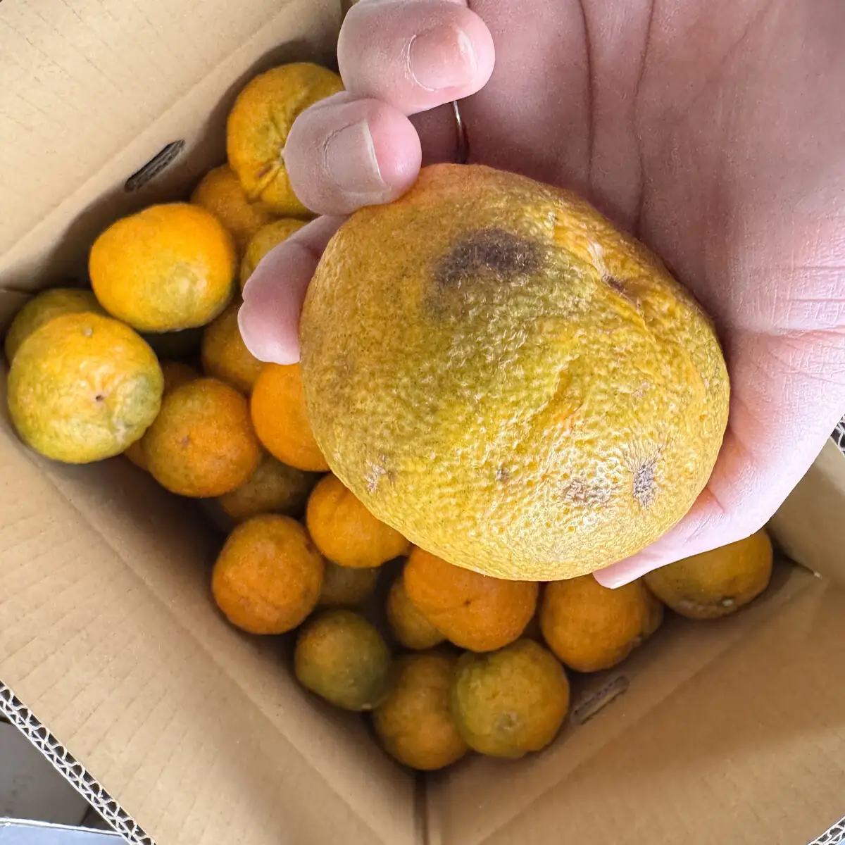 訳あり じゃばら 5kg (28～44玉)