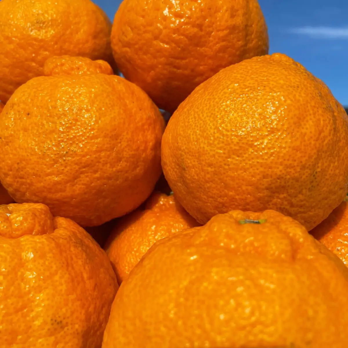 和歌山 有田 不知火 しらぬい 5kg