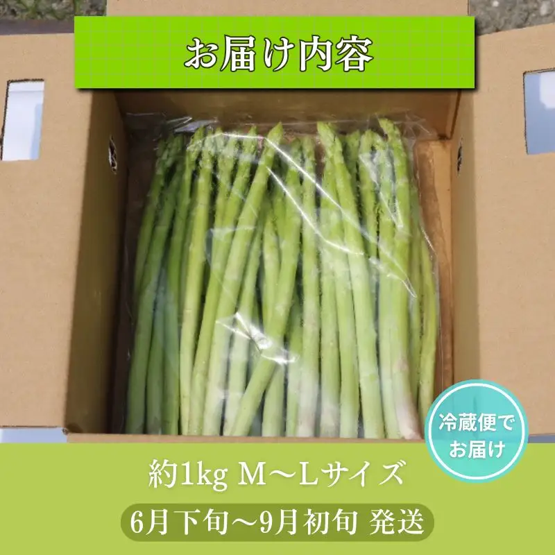 アスパラガス 1kg M～Lサイズ 京都 久御山 朝採り 先行予約 夏芽 アスパラガス