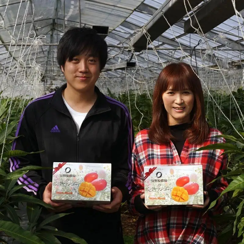 【父の日ギフト】糖度13度以上　宮野原農園 スターズマンゴー3Lサイズ2個 完熟マンゴー 生産者直送＜67-2a＞2026年発送
