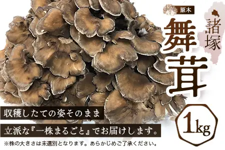 【先行予約】宮崎県諸塚村産 原木舞茸 1kg 数量限定［2026年10月下旬～11月中旬ごろにお届け］冷蔵｜マイタケ きのこ キノコ 原木まいたけ 産地直送 秋の味覚 もろっこはうす 宮崎県 諸塚村 MO-29
