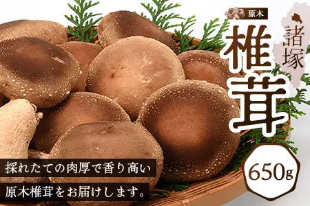 【先行予約】宮崎県諸塚村産 原木生椎茸 約650g［2026年9月～11月ごろにお届け］冷蔵｜しいたけ 生シイタケ きのこ キノコ 原木しいたけ 産地直送 秋の味覚 もろっこはうす MO-30