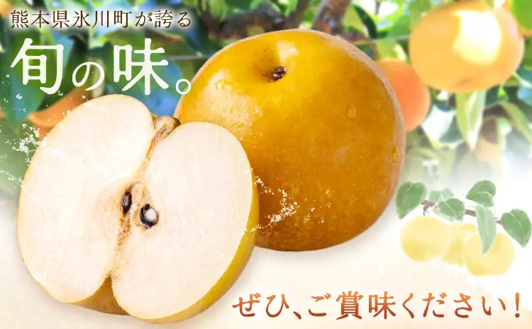 数量限定 先行予約 豊水梨 約2kg 熊本県産 梨
