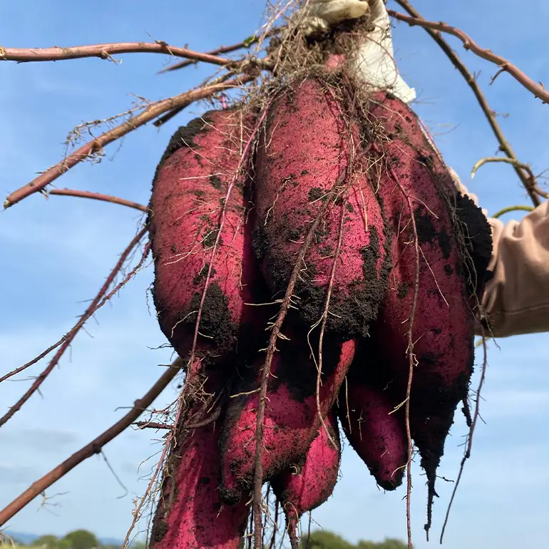 ねっとり甘い♪茨城県産熟成べにはるか 約5kg B15-009