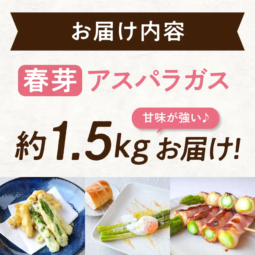 朝採れ アスパラ 約1.5kg [APAU003] アスパラガス