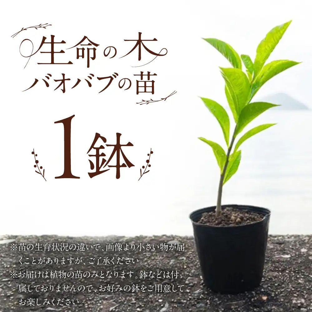 バオバブの苗 糸島市 / バオバブ・サンライズ 植物 苗[AJR001]