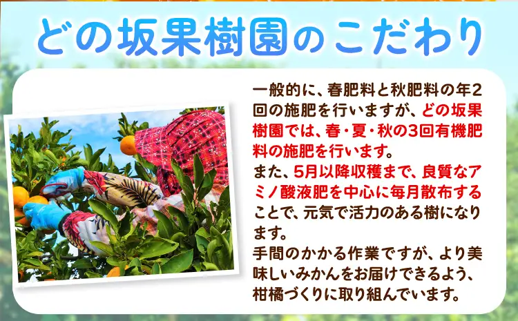 みかん 訳あり 麗紅 5kg 麗紅