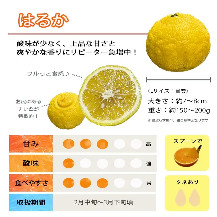 【先行受付】《愛媛・八幡浜柑橘詰合せ》よくばり2箱セット(せとか・はるかの2品種)【C28-37】【1488778】 YWTN025