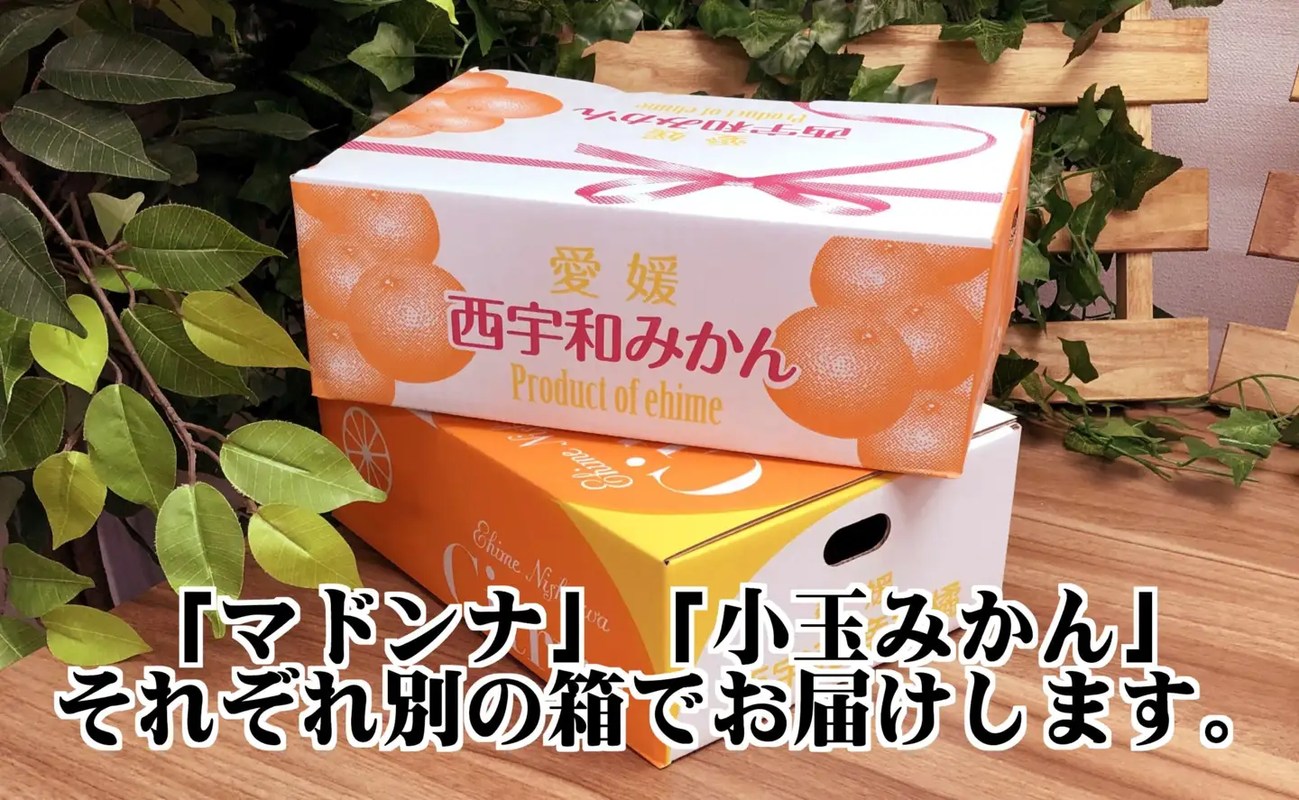 2026年11月発送開始　ぷるぷる新食感!「マドンナ」+濃厚!「小玉みかん」約5kg【D39-32】【1252242】 YWTF014