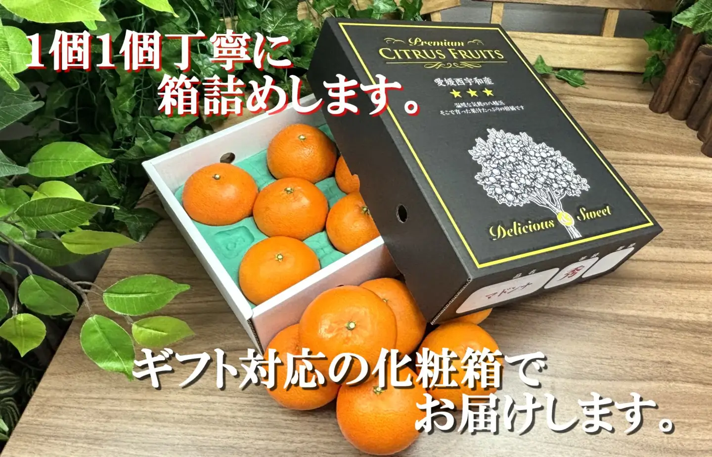 ギフト対応化粧箱入・上杉農園のぷるぷる新食感!「マドンナ」約2kg【C39-50】【1450439】 YWTF025
