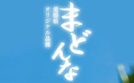 2026年11月より発送開始　ぷるぷる食感!!「まどんな」約2キロ【訳あり・家庭用】【C39-58】【配送不可地域：離島】【1512437】 YWTF033
