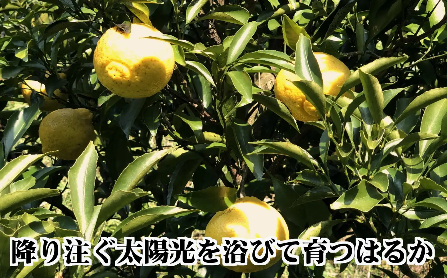 2027年2月発送開始　ジューシーな甘さ!「はるか」約5キロ　【C39-7】【配送不可地域：離島】【1280653】 YWTF002