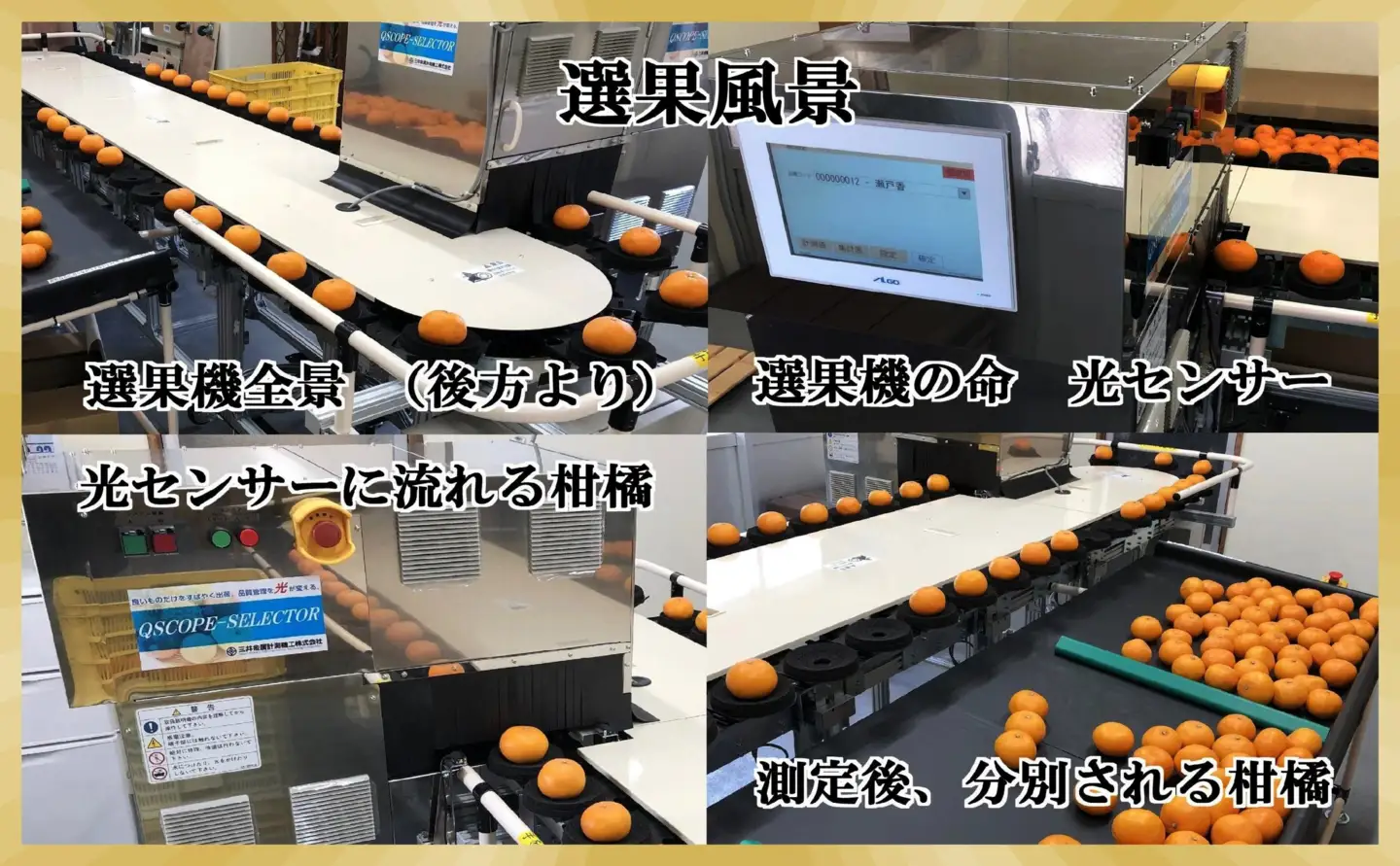 極撰柑橘【雅】光センサー合格品・限定300ケース　愛媛の高級柑橘「甘平」約1.8キロ【D39-66】【配送不可地域：離島】【1619270】 YWTF041