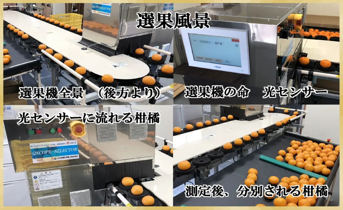 極撰柑橘【雅プレミアム】糖度保証・光センサー合格品「 せとか 」約3キロ【D39-69】【配送不可地域：離島】【1620365】 YWTF044