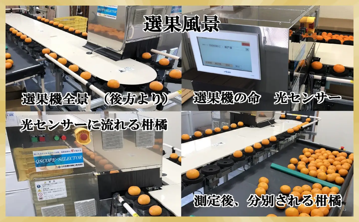 極撰柑橘【雅】光センサー合格品・柑橘の大トロ「 せとか 」約3キロ【D39-71】【配送不可地域：離島】【1620367】 YWTF046