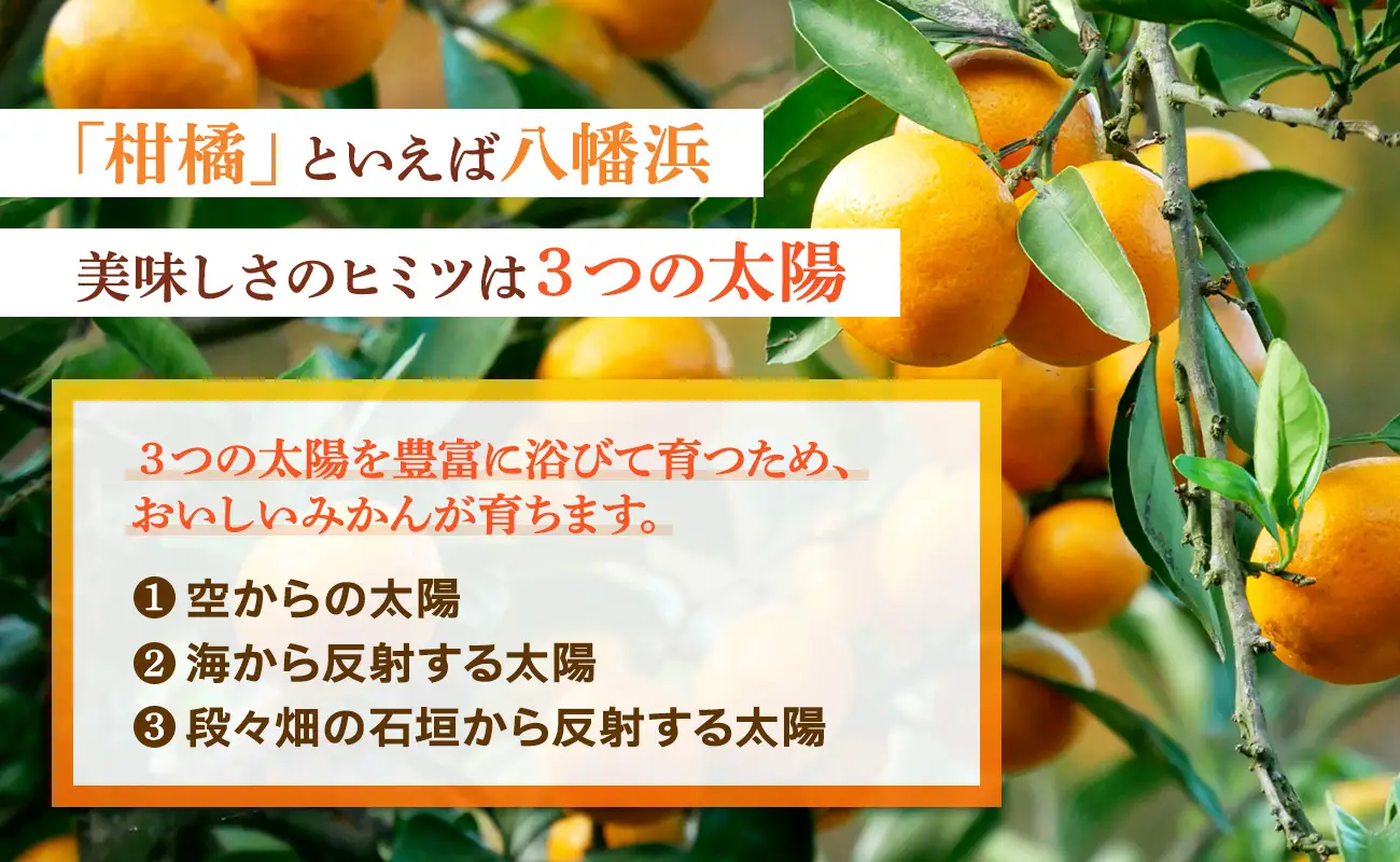 2027年2月～順次出荷　甘さと酸味の絶妙なバランス!はじける果肉「不知火」約3キロ【C39-74】【配送不可地域：離島】【1620480】 YWTF049