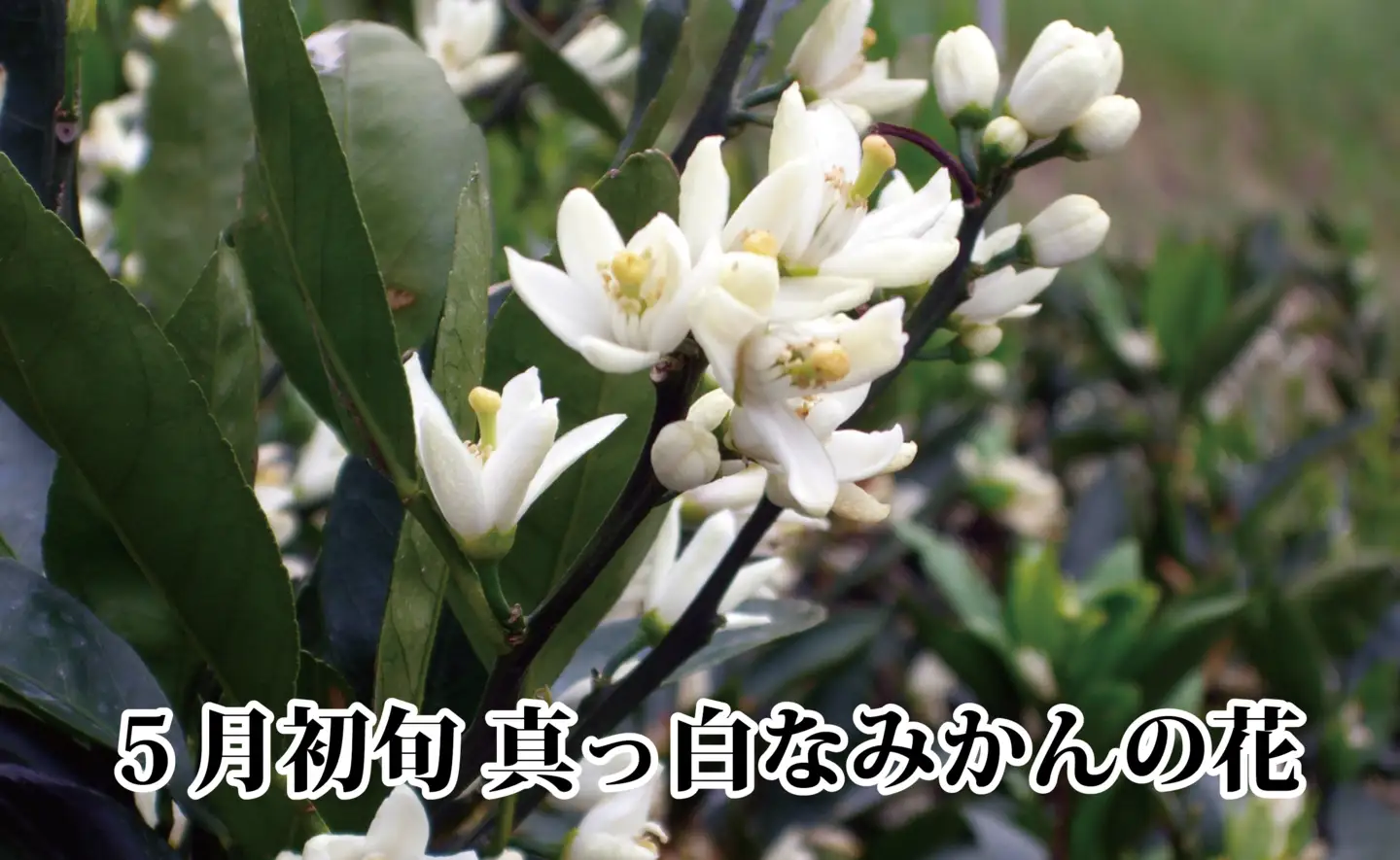 2026年11月～順次出荷　小粒・濃厚な味わい!!「八幡浜小玉っ子みかん」約3kg【A39-80】【配送不可地域：離島】【1639302】 YWTF055