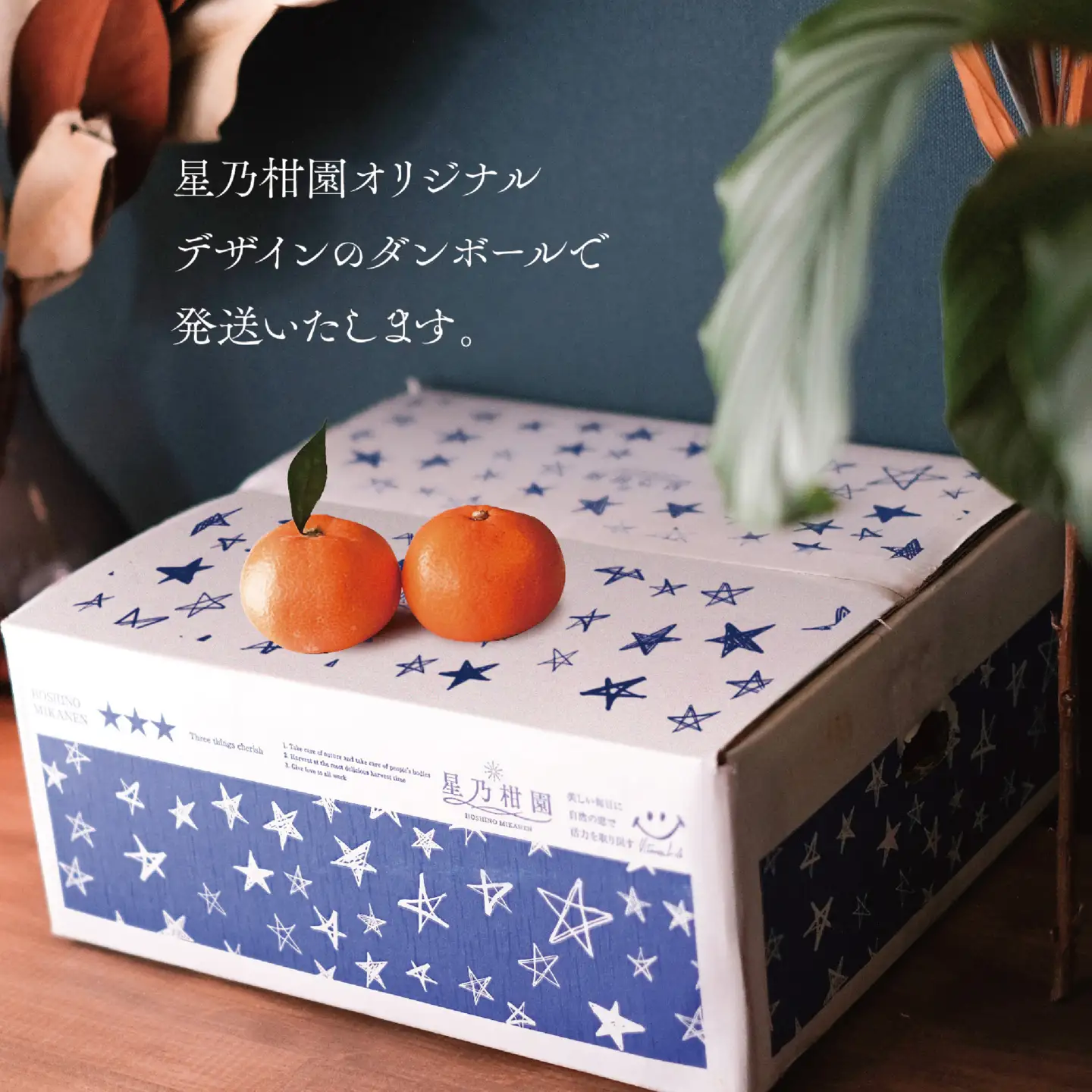 【先行受付】【訳あり】星乃せとか 柑橘の大トロ(5kg)【C45-97】【1650682】 YWTAZ059