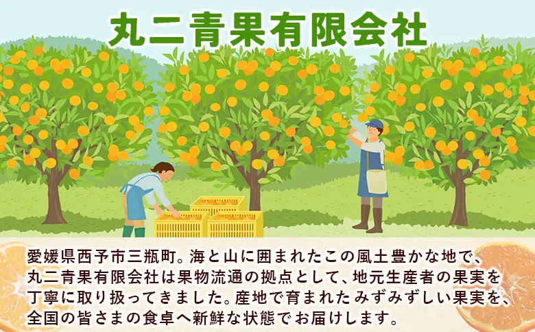 ＜秀品 河内晩柑 (L～3Lサイズ) 約7kg＞『2026年4月中旬から順次出荷予定』かわちばんかん 美生柑 宇和ゴールド オレンジ 和製グレープフルーツ 蜜柑 ミカン みかん 果物 フルーツ 柑橘 国産 愛媛県産 西予市産 西宇和 特産品 丸二青果 愛媛県西予市【常温】MMY0026