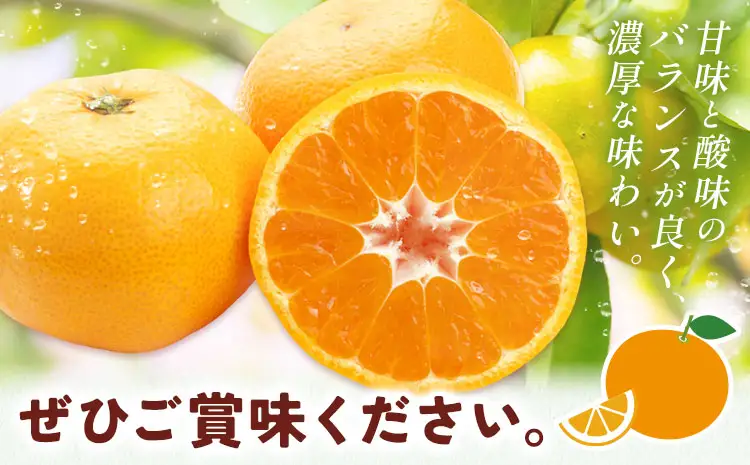 みかん 宮川早生みかん 約5kg