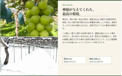 【2026年先行予約】 糖度18度以上！朝採れシャインマスカット 2kg (4房または5房) ぶどうの概念が変わる よしだ葡萄園の極上品【10月上旬～10月下旬頃に順次発送】 / ぶどう シャインマスカット 果物フルーツ 贈答品 贈り物 岡山県 真庭市【ysdb003】