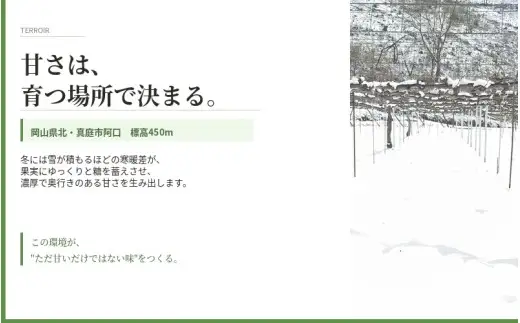 マスカサーティーン【シャインマスカット希少品種】1 kg【2026年先行予約】【ysdb004】