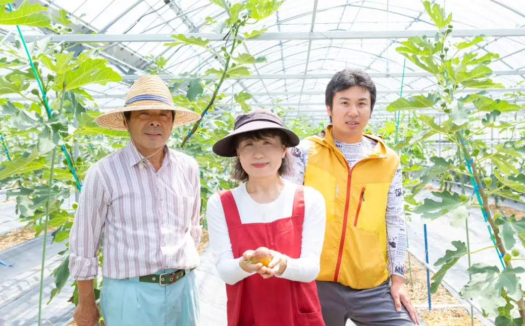 【先行予約】渡辺農園 いちじく (とよみつひめ) 2パック 【2026年8月上旬～2026年9月中旬 出荷予定】 フルーツ 果物 果実 常温 送料無料 福岡県 うきは市