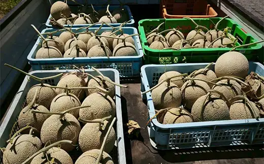 とろける贅沢な甘み メロン1玉 甘い 果物 フルーツ ギフト プレゼント 贈り物 デザート 食品 旬の味わい 予約販売 F4D-2398