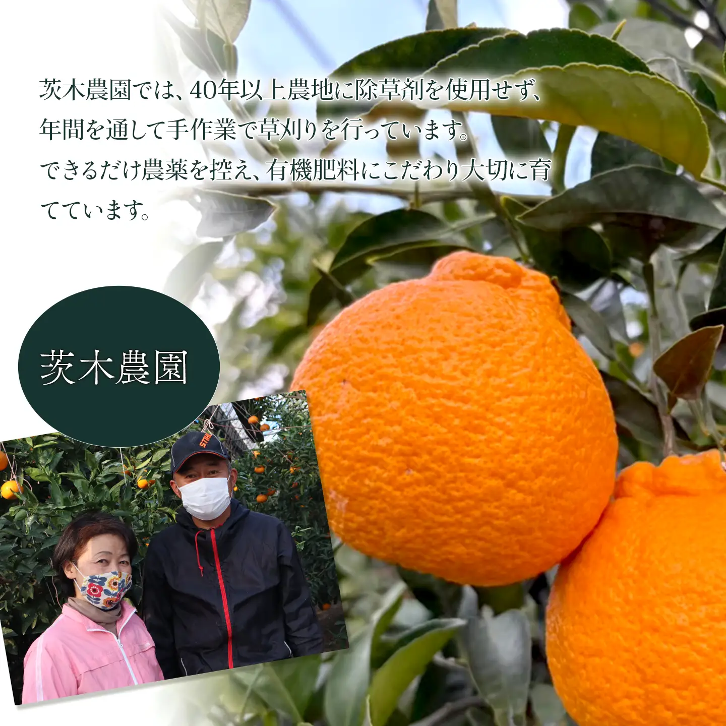 【でこぽんと同品種】 不知火 8～10玉入 デコポン 茨木農園