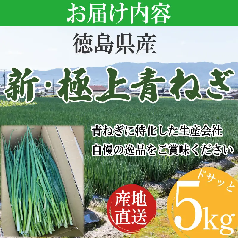 【12月~3月・7月のみ発送】 青ねぎ 5kg ネギ 葱 極上 薬味 国産