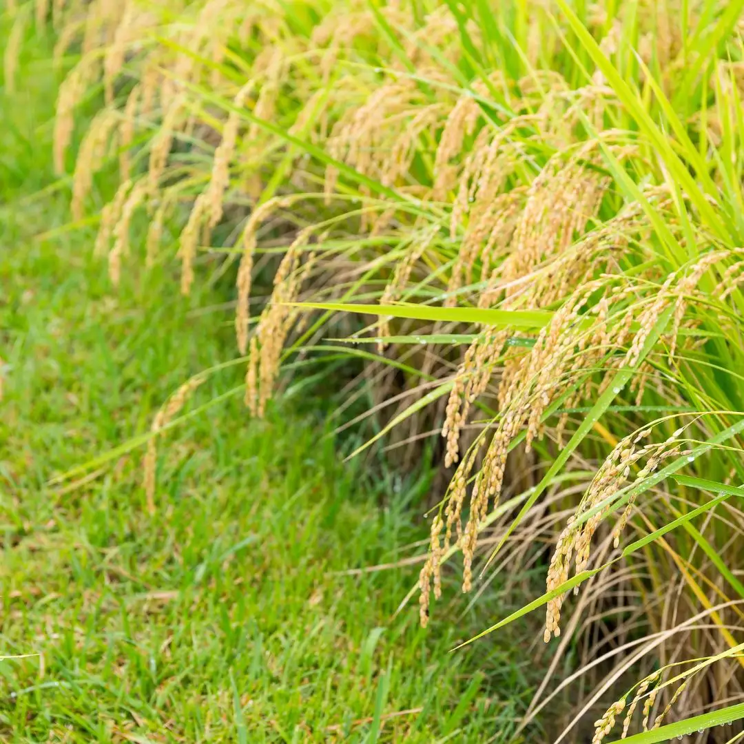 特別栽培米 コシヒカリ 玄米 10kg 新潟県産米 令和7年産 特別栽培米