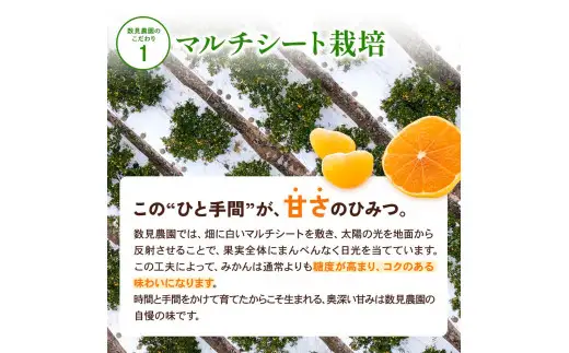 完熟ゆら早生みかん 5kg / 和歌山県 柑橘 みかん 甘い 蜜柑 フルーツ 果物 くだもの 食品 人気  晩柑 おすすめ 送料無料 産地直送 由良町 ※ 2026年11月上旬頃から11月中旬頃に順次発送予定【kzmn004-kan-5】