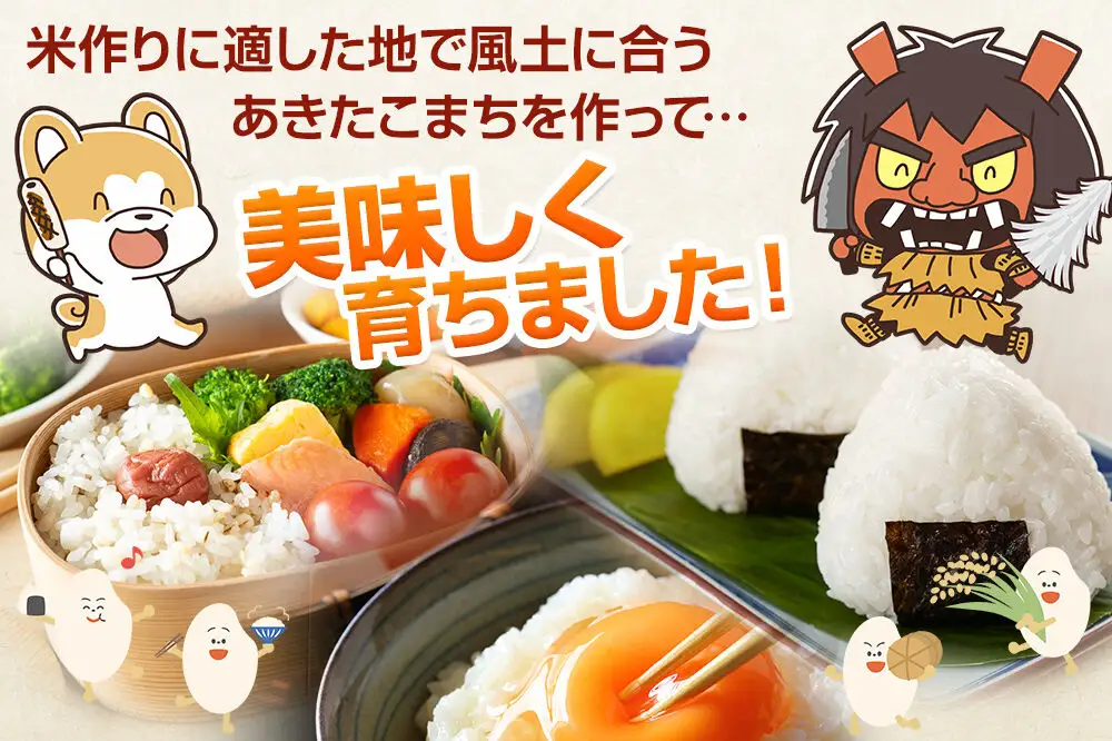 あきたこまち 10kg（5kg×2袋） 令和7年産 【定期便5ヶ月】 お米 米