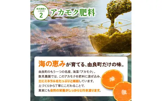  ゆらみかん 10kg / 温州みかん 和歌山県 柑橘 みかん 甘い 蜜柑 フルーツ 果物 くだもの 食品 人気   おすすめ 送料無料 産地直送 由良町 ※2026年11月下旬頃から12月上旬頃に順次発送予定【kzmn004-r-10】