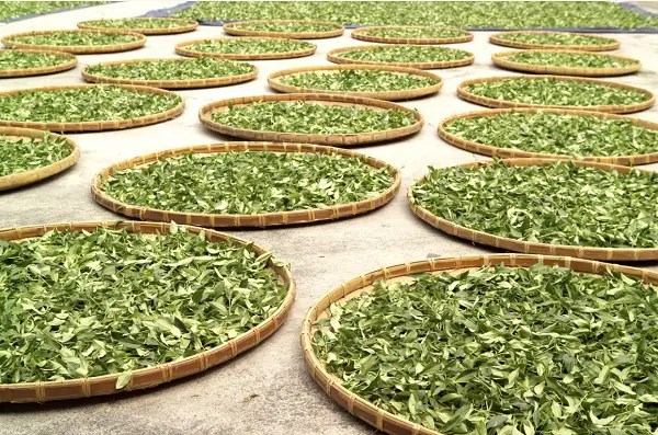 【台湾茶藝館いろは】　凍頂烏龍茶飲み比べセット　（数量限定）