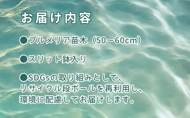 【季節限定】種子島 プルメリア 苗木 1鉢　NFN672 【300pt】 //  ハワイアンフラワー 南国 植物 苗木 花 観葉植物 芳香