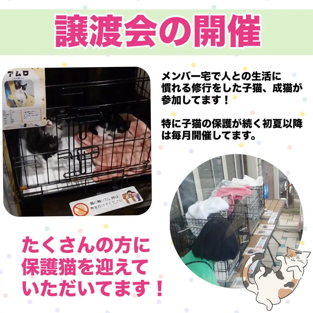 【返礼品なし】地域猫・保護猫譲渡活動支援　NPO法人ざま野良猫を増やさない会 3,000円 | 猫 ねこ 動物 保護 愛護 譲渡 保護活動 応援 支援 寄附