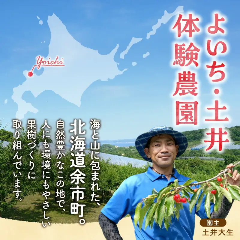 【先行予約：2026年9月中旬以降発送】小玉で食べやすい！ 余市産 生プルーン 1.6kg サンプルーン 甘酸っぱい_Y127-0018