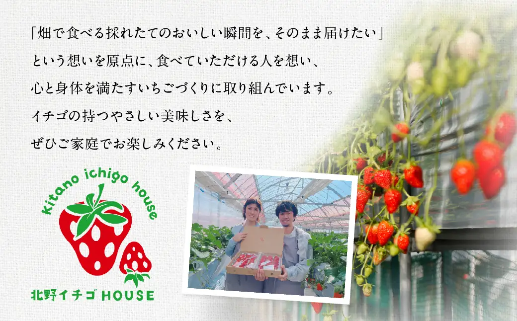 3種いちご食べ比べ 2箱 紅ほっぺ 章姫 苺