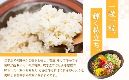 【 令和8年産 】 静岡県産コシヒカリ 玄米 10kg （ 5kg × 2袋 ） こしひかり 弁当 お米 米 こめ コメ 白米 白飯 飯 ご飯 オニギリ おにぎり 【 2026年8月下旬～2027年8月下旬まで順次発送予定 】