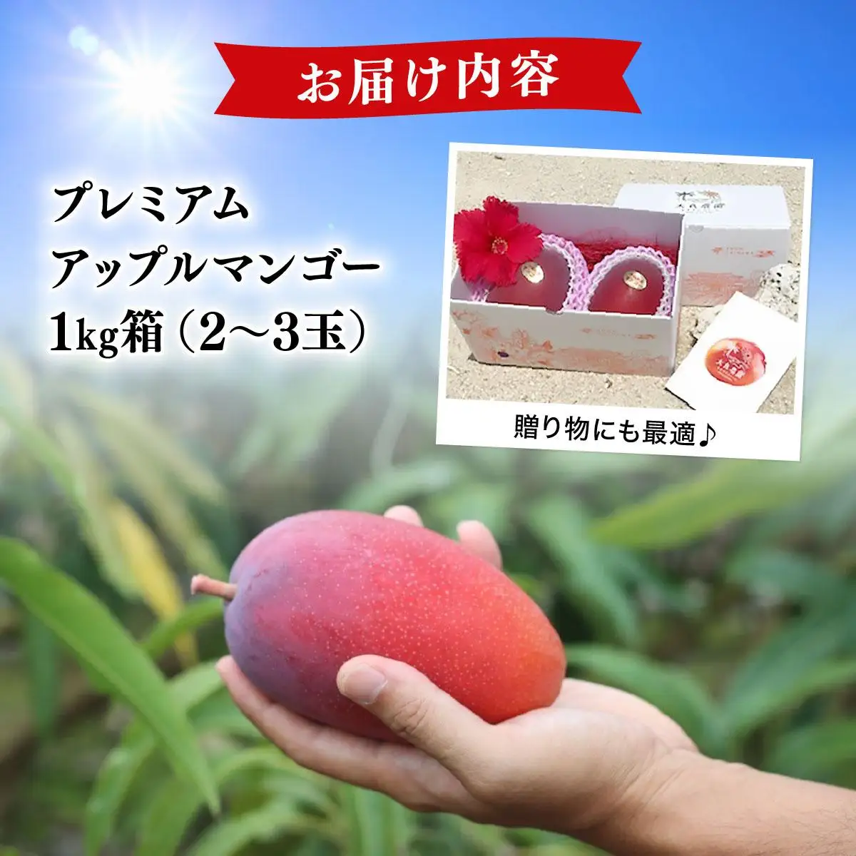 【2026年夏発送】【先行予約】プレミアム アップルマンゴー！1kg箱(2～3玉)